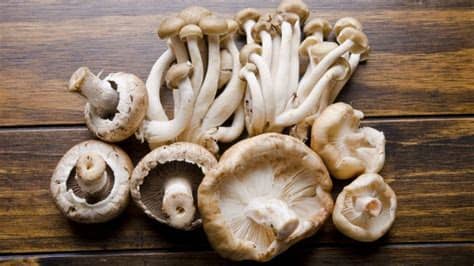 Sin embargo, requieren que puedas mantener una humedad elevada. 5 setas que puedes cultivar en casa - Hogarmania