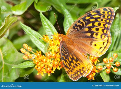 Grande Farfalla Spangled Del Fritillary Fotografia Stock Immagine Di