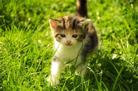 Kitten Cat Feline Free Photo On Pixabay Pixabay