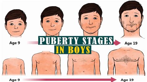 Stages Of Puberty Men