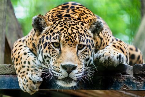 Jaguar Habitat