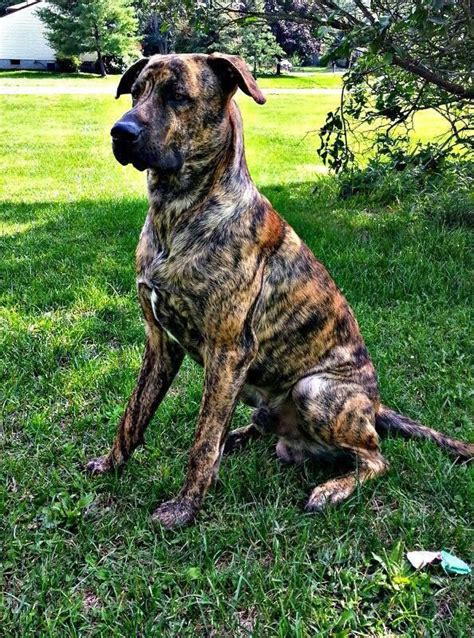 Receive Great Ideas On Great Danes They Are On Call For You On Our