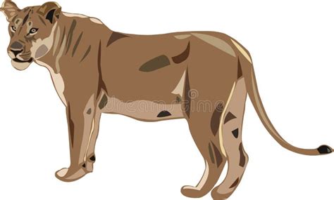 King Of Beasts African Lioness Stock Vector Illustration Of Forest