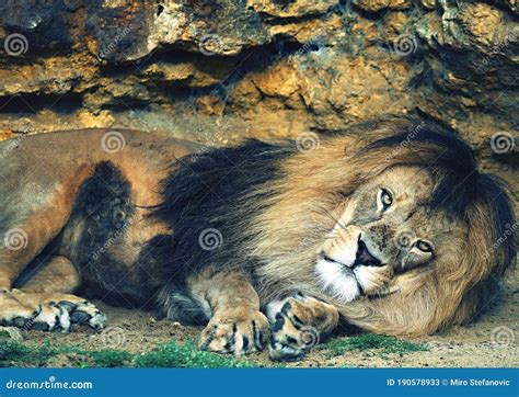 African Lion Male Relaxing In The Sun In Zoo Stock Image Image Of