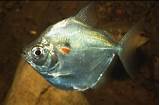 Photos of Silver Dollar Piranha