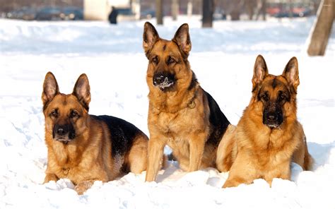 German Shepherds In The Snow Wallpaper Animal Wallpapers 26012