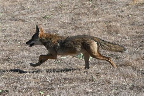 This East Bay Coyote Bit 5 People Including 2 Toddlers Heres How He