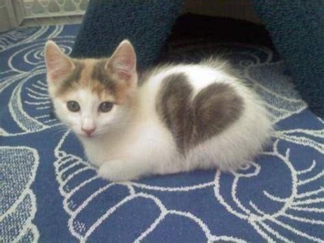 Enjoy Your Existence These Kitties Dont Just Wear Their Hearts On