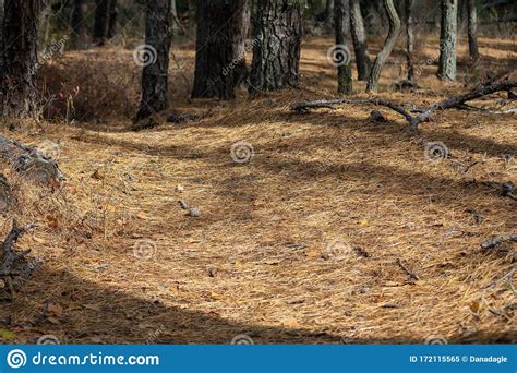 Pine Forest Floor Covered In Needles Orange And Brown With Trees In
