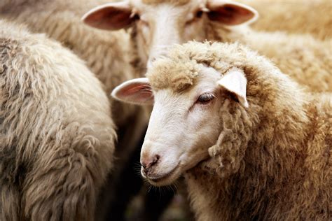 First Person How To Be A Shepherd Sheep Can Trust Baptist Press