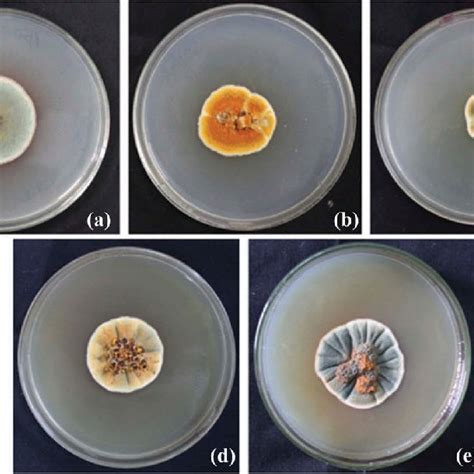 Morphology Of Gbpip155 Fungus On Different Agar Medium A Potato