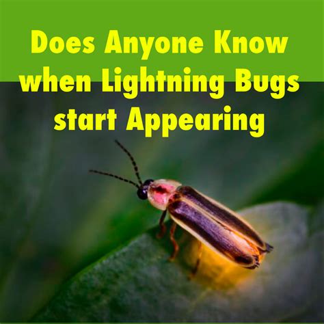 Does Anyone Know Lightning Bugs Corn Extra Nature Instagram
