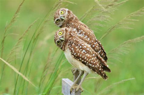 Nature Curiosity How Do Owls Turn Their Heads So Far Forest