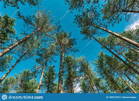 Tall Pine Trees Royalty Free Stock Photo 15236997