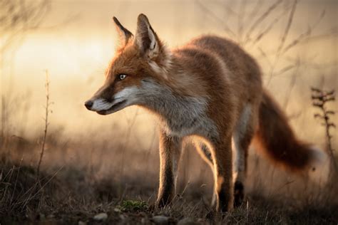 Fox Cub Sunset Nathan Hammonds Flickr
