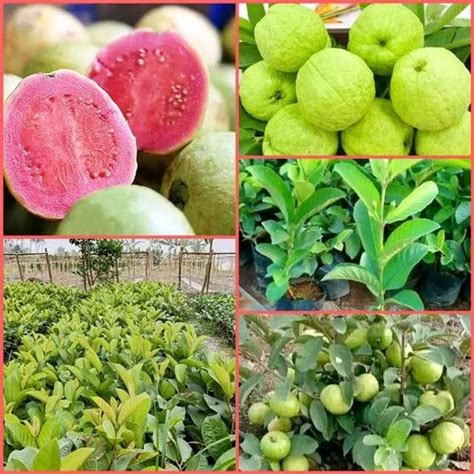 Full Sun Exposure Green Taiwan Pink Guava Plant For Fruits At Rs 30