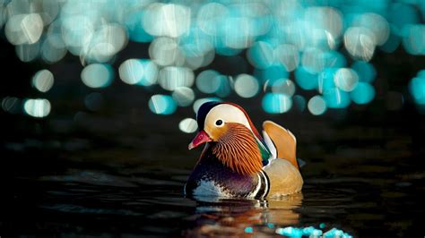 Animal Mandarin Duck Hd Wallpaper