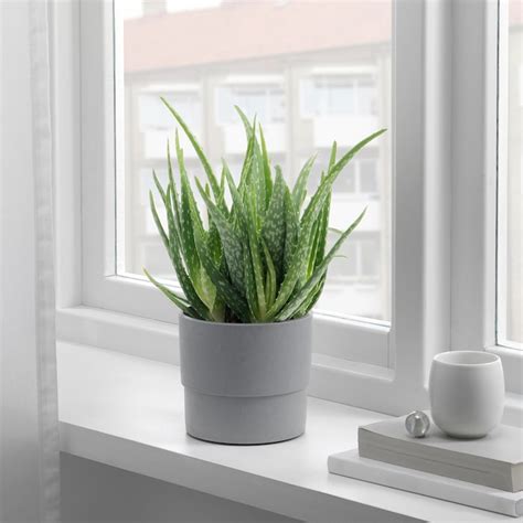 Maybe you would like to learn more about one of these? ALOE VERA Planta, Aloé, 12 cm - IKEA