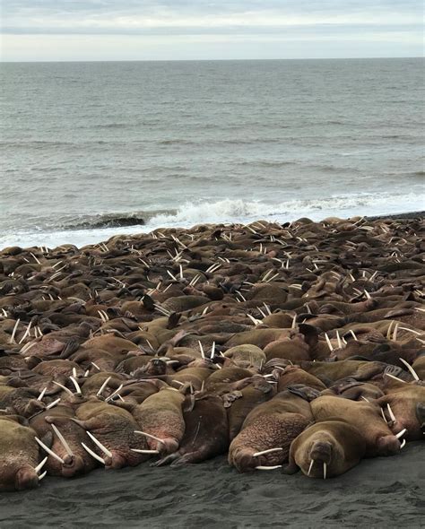 As Sea Ice Melts Some Say Walruses Need Better Protection Cbc News