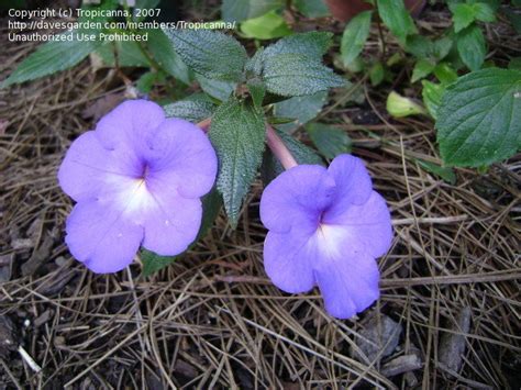 Plantfiles Pictures Achimenes Cupid S Bow Hot Water Plant Magic Flower Mother S Tears