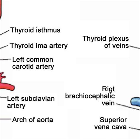The Lymphatic Drainage Of The Thyroid Gland Is Extensive And Flows In A