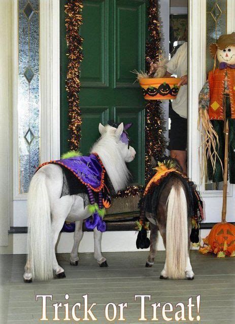 Saturday Is Phoblog Day Halloween A Bit Early Horse And Man