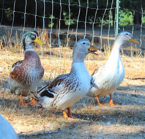 Silver Appleyard Ducks Baby Ducklings Cackle Hatchery