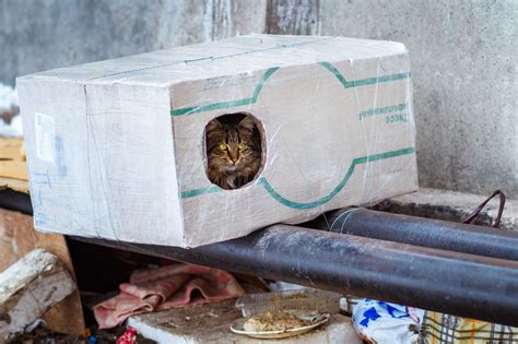 How To Help Feral Cats Stay Warm Outside This Winter