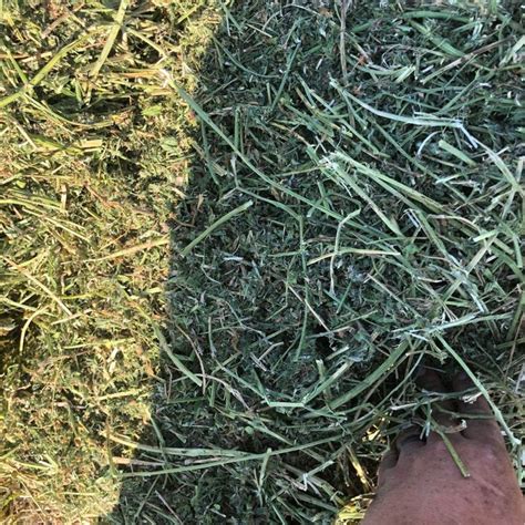 Alfalfa Hay For Sale Allhaycom