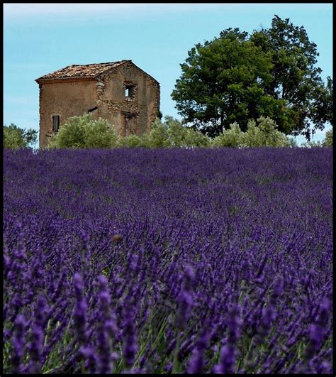 Campo di lavanda e casolare abbandonato | Lavender fields, Provence ...