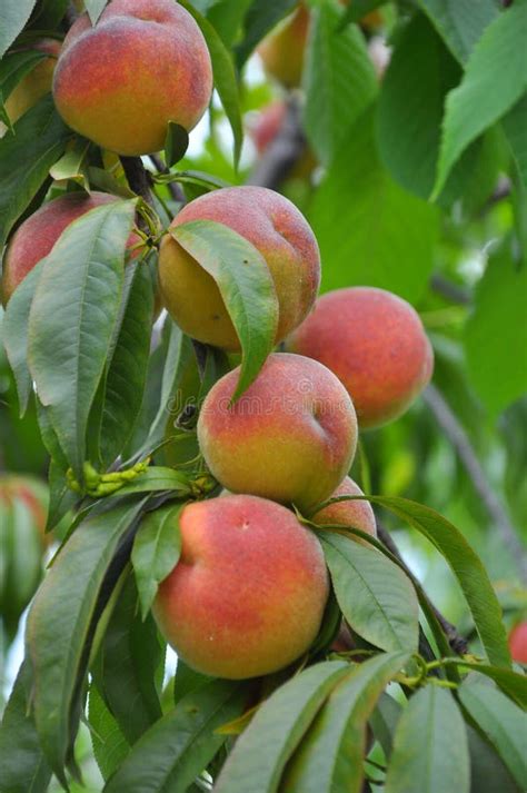 On The Tree Branch Ripe Peach Fruits Stock Image Image Of Fruit