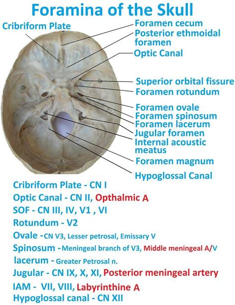 Skull Foramina Dentistry Jugular Anatomical