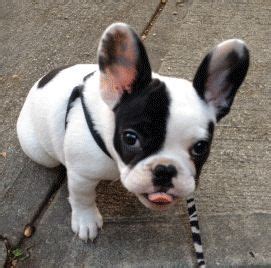 Miniature French Bulldog - I WILL have one of these when I ...
