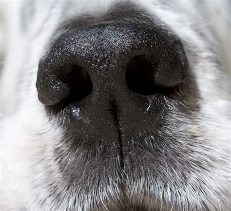 Pin On Dog Noses