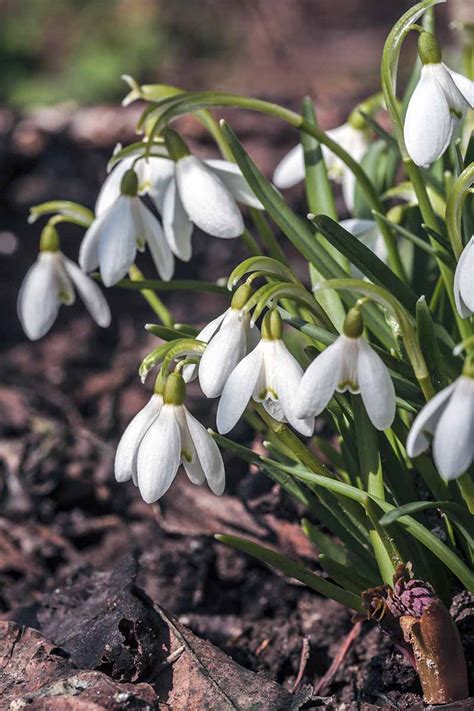 How To Grow Snowdrop Flowers Galanthus Gardeners Path