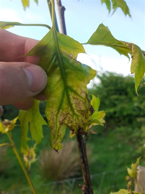 Young Oak Tree Leaves Are Turning Brown Curling Up Tree Health