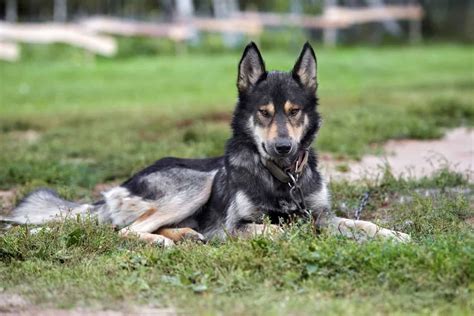 German Shepherd Wolf Mix Not For First Time Dog Owners
