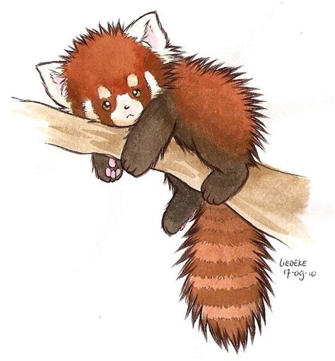 Red Panda By Liedeke On Deviantart Red Panda Panda Illustration