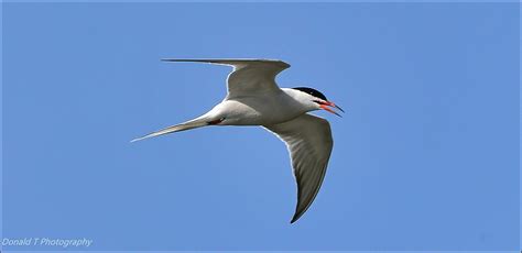 Common Tern Birdforum