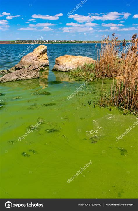 Eutrophication Khadzhibey Estuary Blooms Water Blue Green Algae