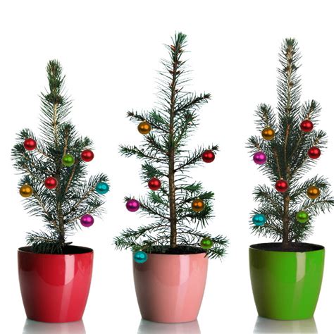 Type it again without the help of the autocomplete. Can You Plant Your Christmas Tree : 25 Creative Ways To Reuse Christmas Trees Empress Of Dirt ...