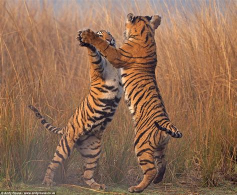 Take Your Partners For The Tiger Feet Two Step Cubs Appear To Dance As