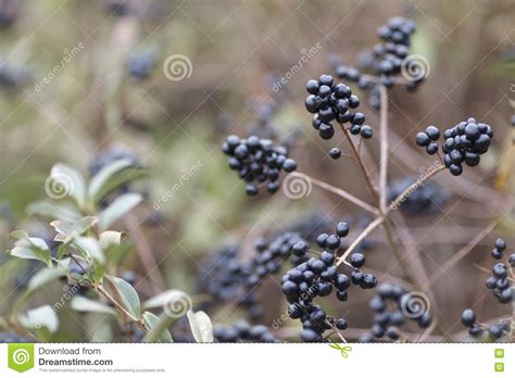 Deep Blue And Glossy Berries On A Shrub Of The Wild Privet Ligustrum