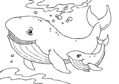 20+ Free Printable Whale Coloring Pages - EverFreeColoring.com