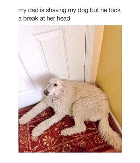 12 Hilarious Dog Photos That Will Put A Smile On Your Face