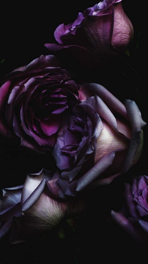 Dark Roses Wallpapers Wallpaper Cave