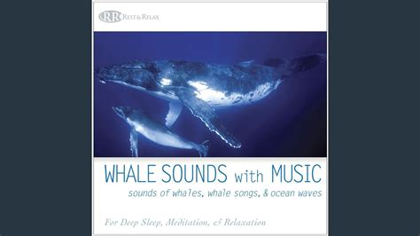 Beluga Whale Lullaby Youtube