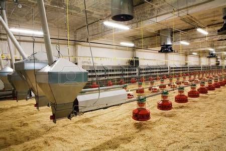 Disease) the latest addition to bin hamoodah farm, a new rearing house. Picture of The modern and new automated integrated poultry farm stock photo, images and stock ...