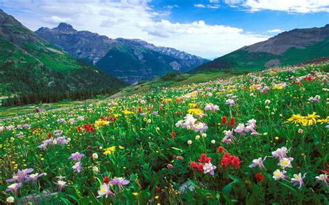 Landscape Meadow Colorful Flowers In The Mountains Of