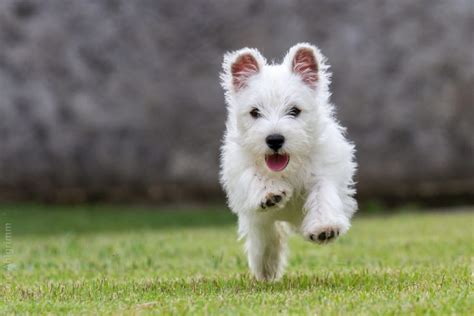 Te Lo Contamos Todo Sobre La Raza West Highland White Terrier